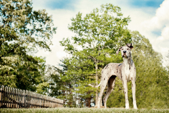 Dogs :: On Location