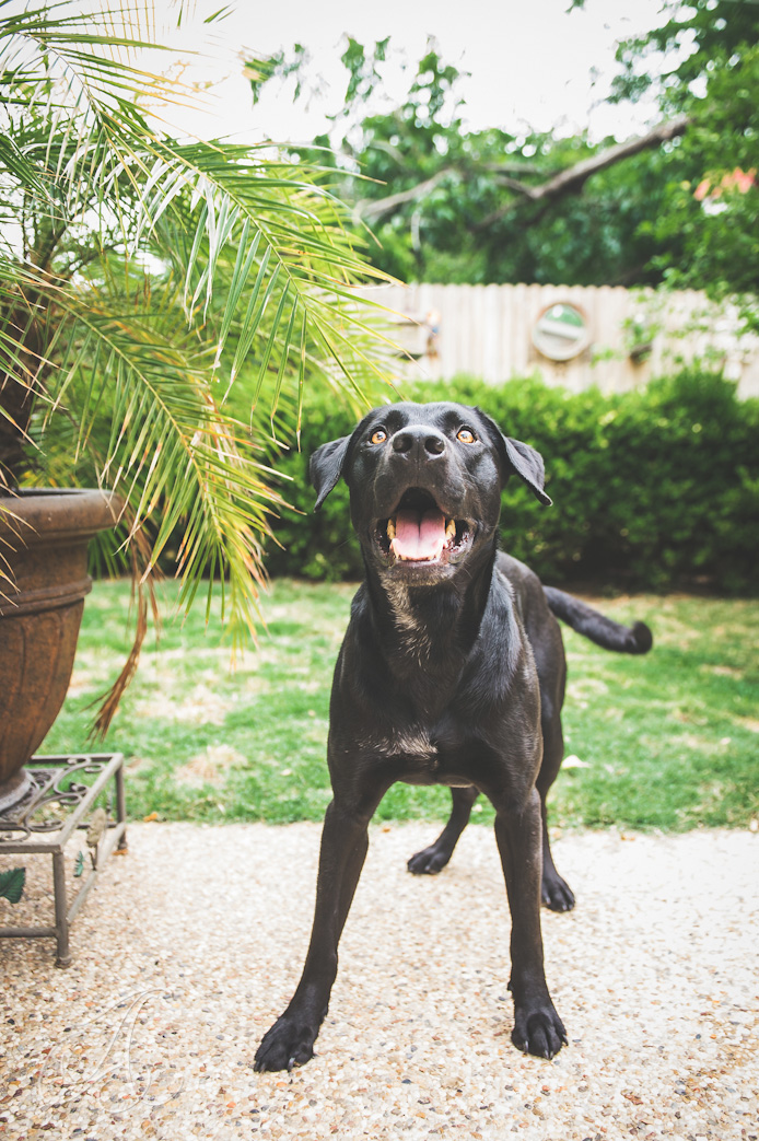 ASP_5839-alisha silver photography, black lab