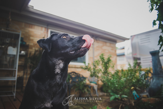 ASP_5891-alisha silver photography, black lab