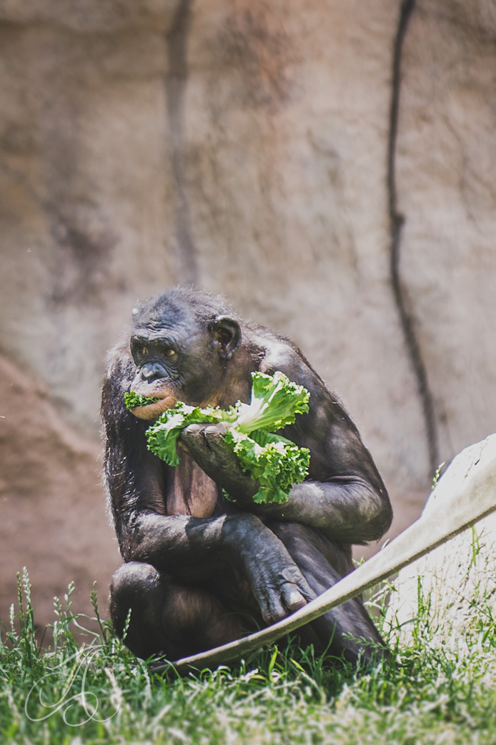 fort worth zoo