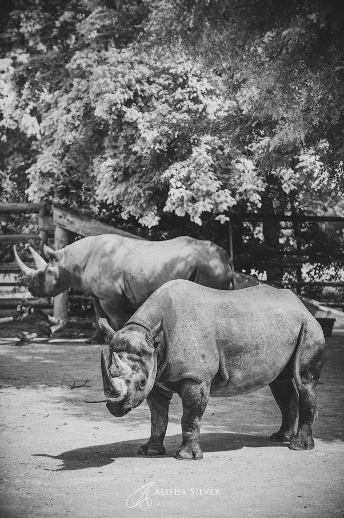 rhino, fort worth zoo