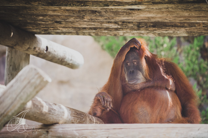 Orangutan