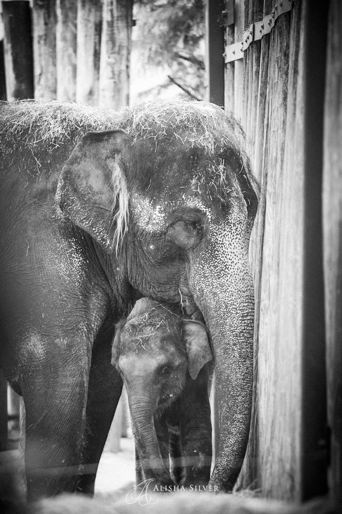 elephant, fort worth zoo