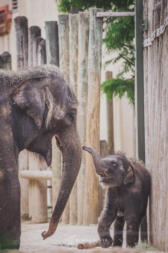 elephant, fort worth zoo