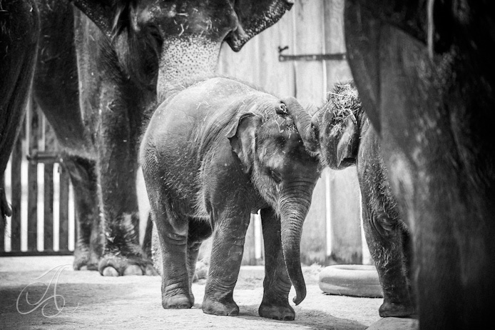 elephant, fort worth zoo