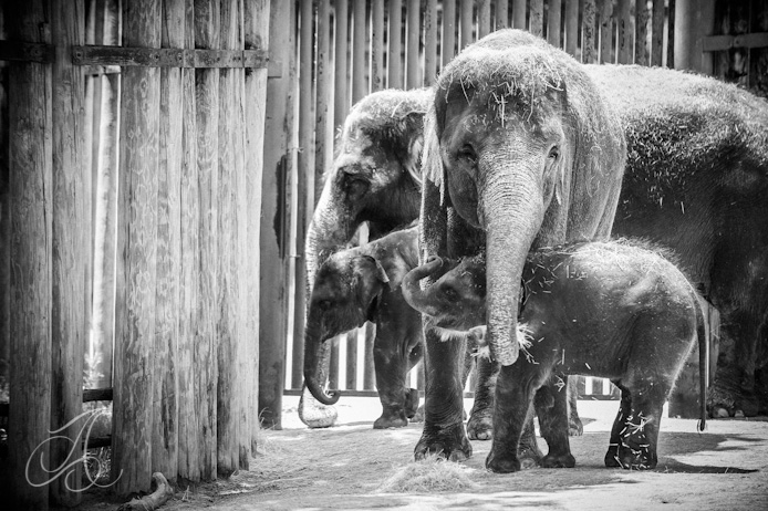 elephant, fort worth zoo