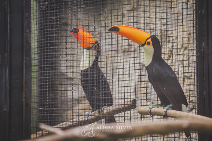 Toucan, fort worth zoo