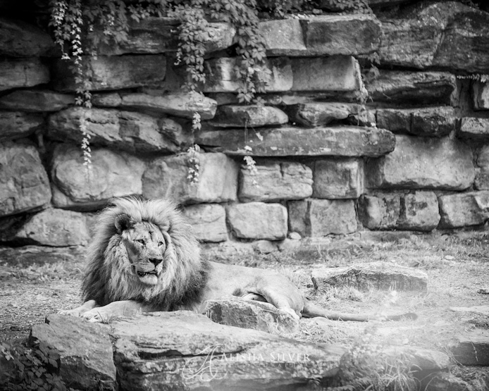 lion, fort worth zoo