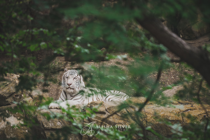 white tiger, fort worth zoo