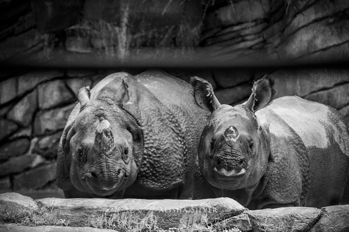 rhino, mother and baby, fort worth zoo