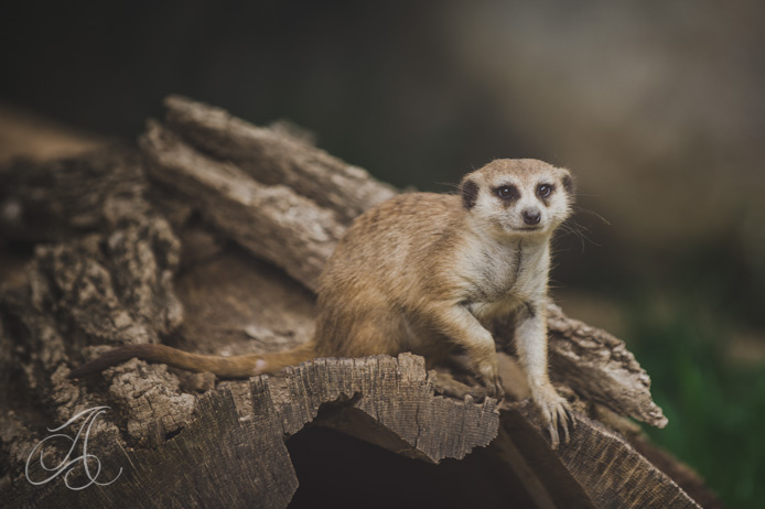 meerkat