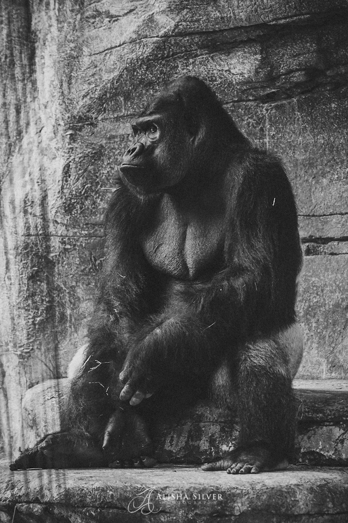 silverback gorilla, fort worth zoo