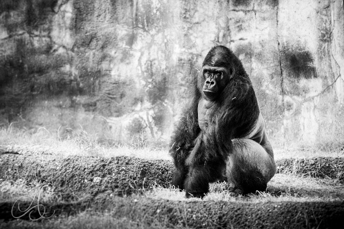 silverback gorilla, fort worth zoo