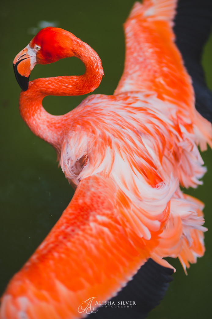 flamingos, fort worth zoo
