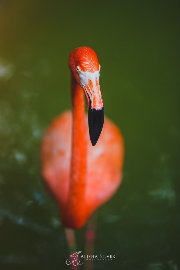 FLAMINGOS, fort worth zoo