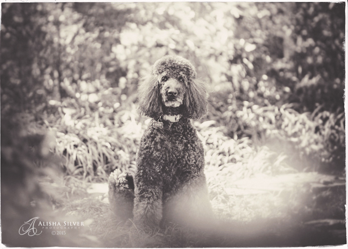 fine art pet photography