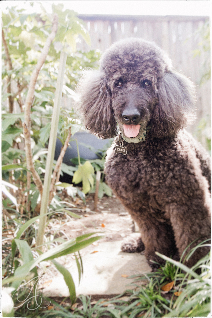 standard poodle 002