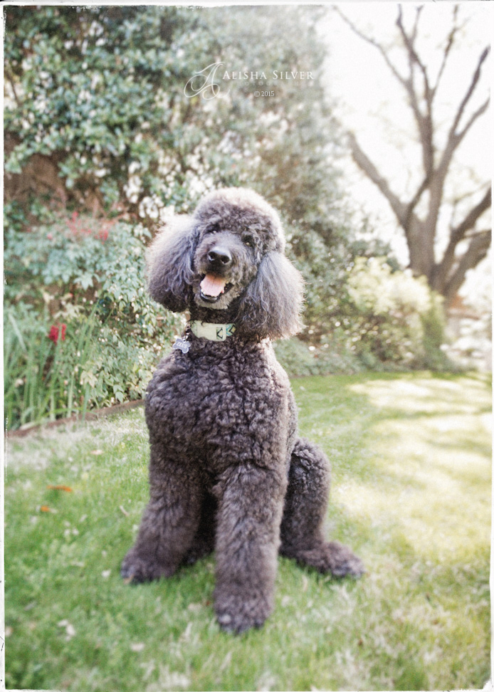 standard poodle 004