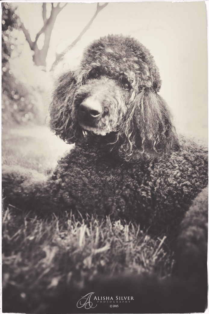 standard poodle 015