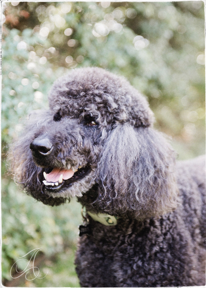 standard poodle 017