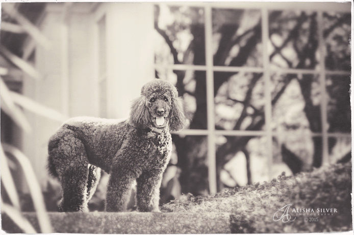 standard poodle 043