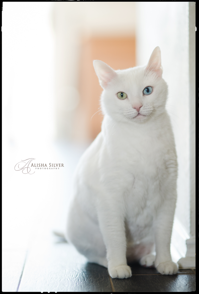 pet-photographer-san-antonio