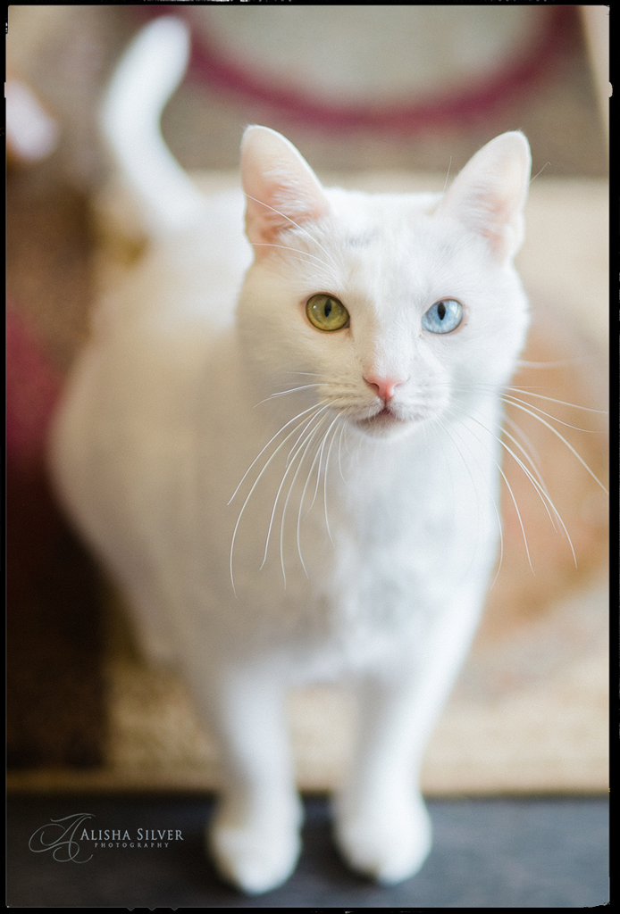 pet-photography-cat