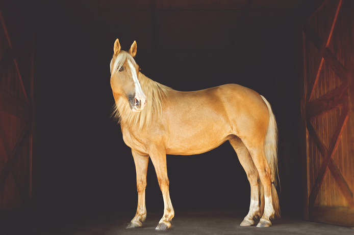 Horse Portraiture