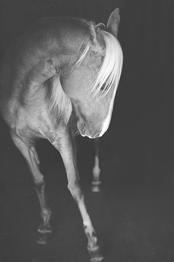 Horse Portraiture