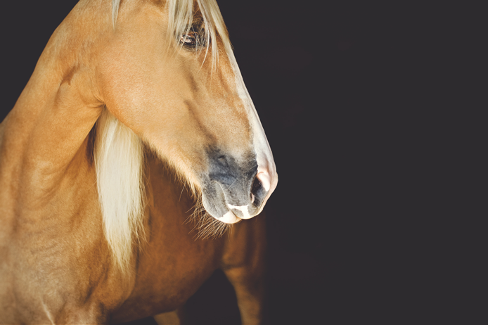 Horse Portraiture