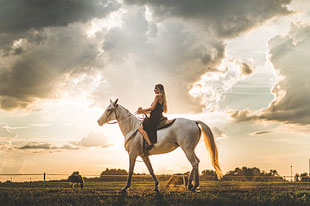 Horse Portraiture