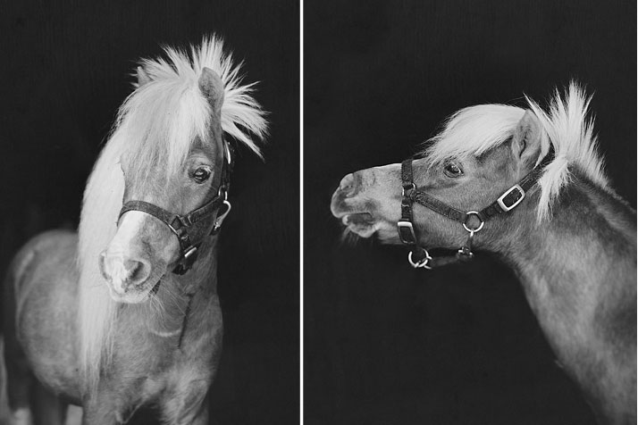 Horse Portraiture