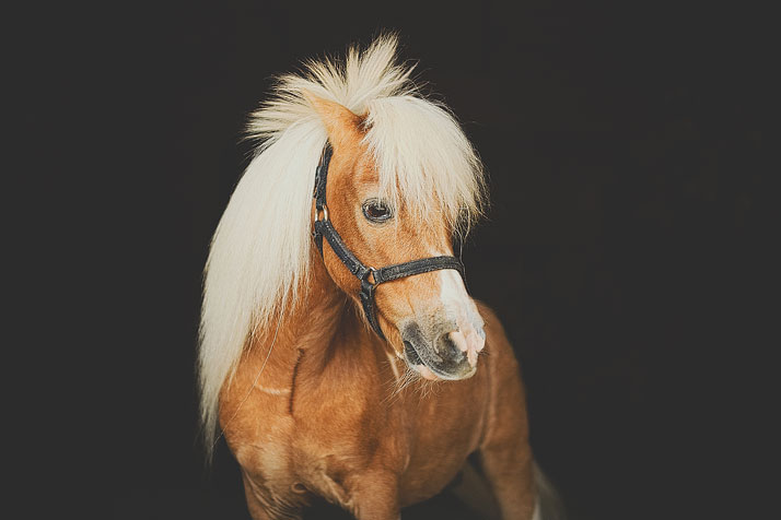 Horse Portraiture
