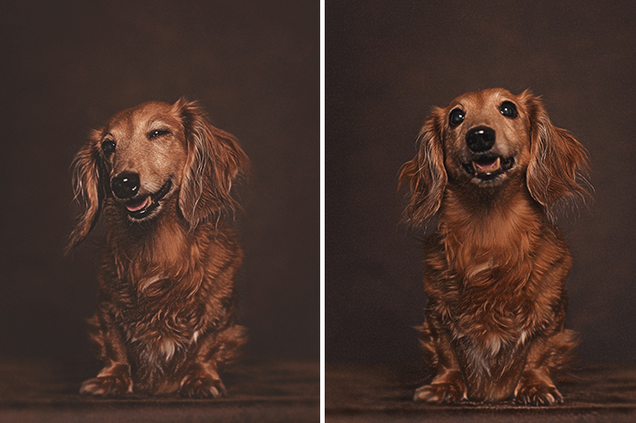 Dogs :: Studio