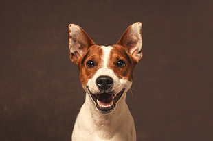 Dogs :: Studio