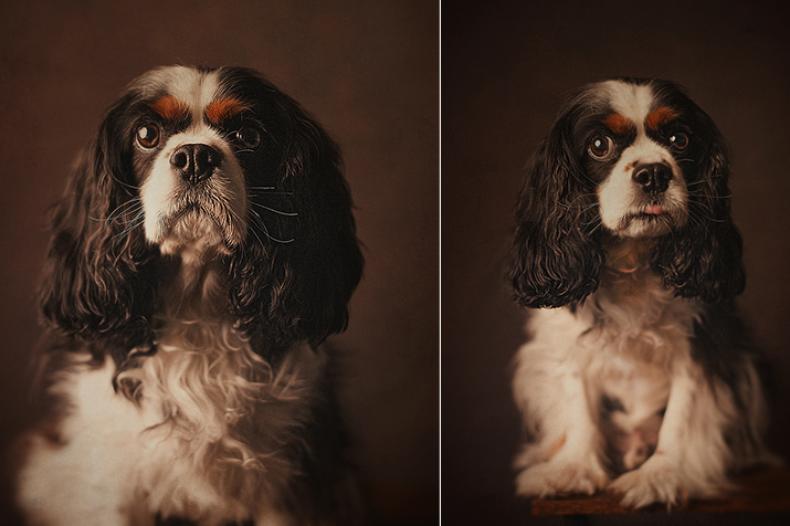 Dogs :: Studio