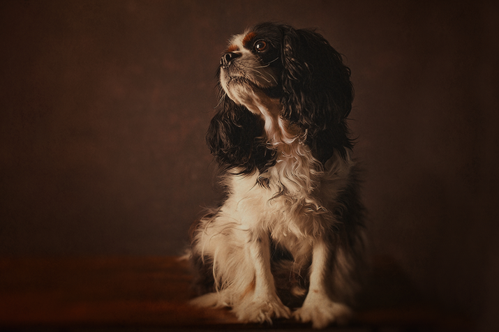 Dogs :: Studio