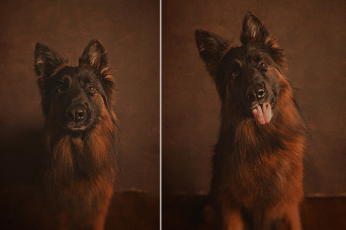 Dogs :: Studio