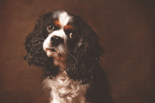 King Louis McJagger, the King Charles Cavalier